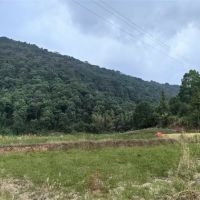 毀林鋪砂埋隱患？未批先動工 違法代價必須擔！